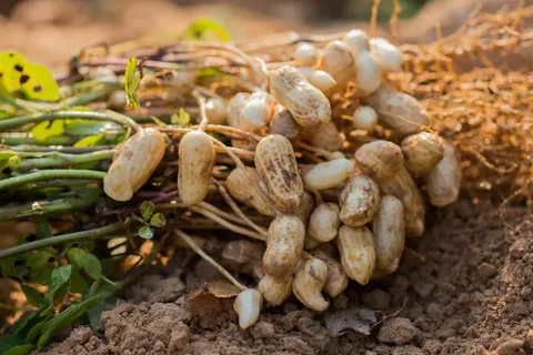  The price of runner peanuts + purchase and sale of runner peanuts wholesale 