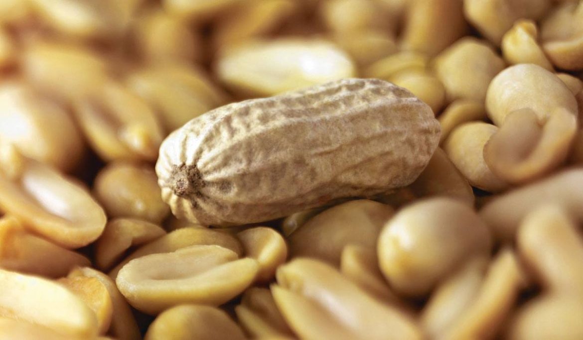 Buy Peanuts roasted | Selling All Types of Peanuts roasted at a Reasonable Price