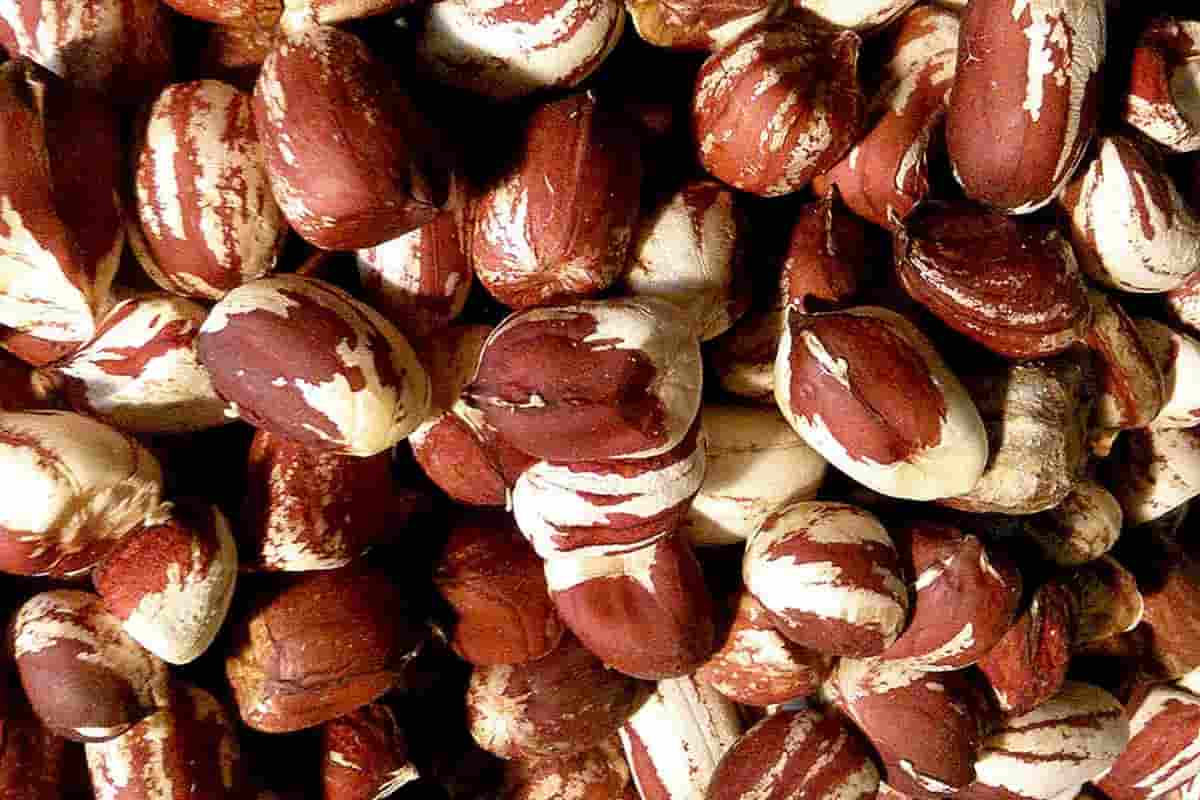  Purchase red skin peanuts 1kg at an affordable price 