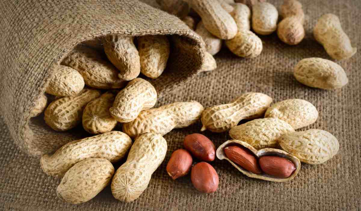  The Price of bulk raw peanut + Wholesale Production Distribution of The Factory 