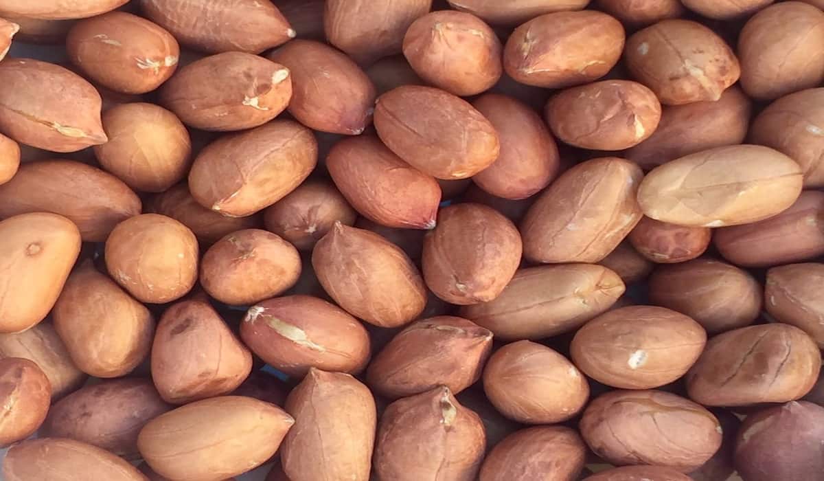 Price and Buy raw red skin peanuts in shell + Cheap Sale 