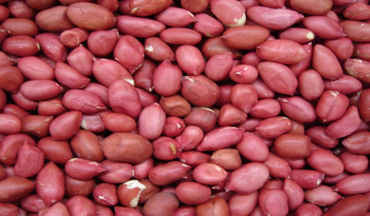  Price and Buy raw red skin peanuts in shell + Cheap Sale 
