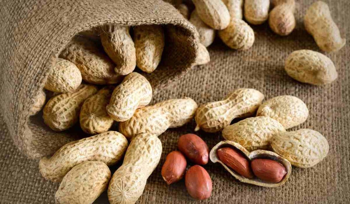 Raw peanuts in shell bulk buy price at factory