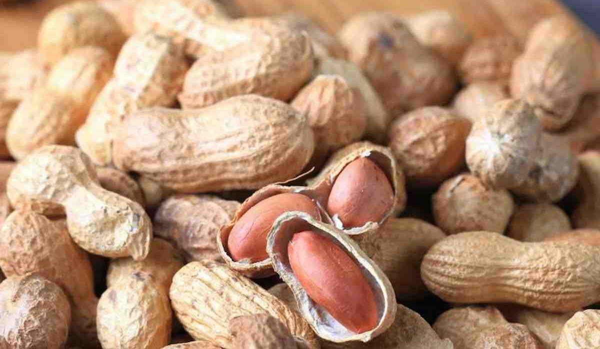  Raw peanuts in shell bulk buy price at factory 