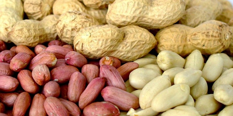  The Purchase Price of Jungle Peanut + Sales in Trade and Production 