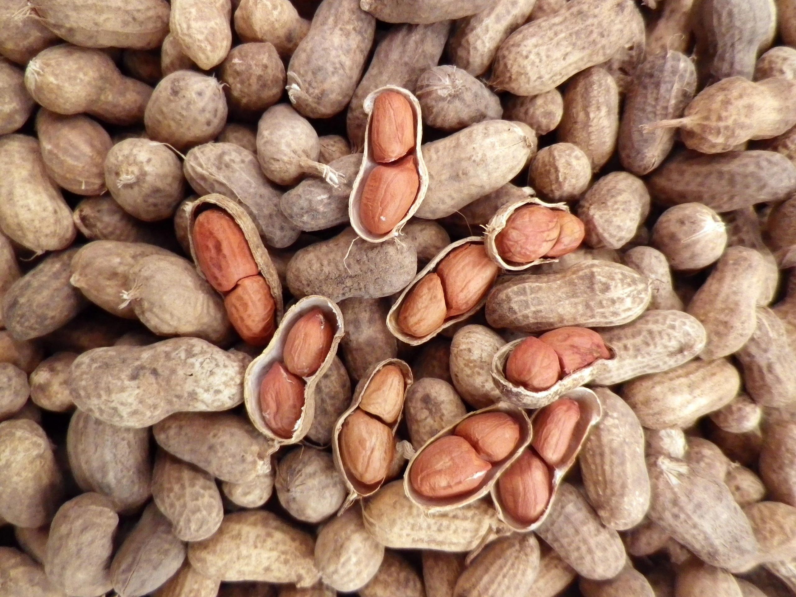  which is the best healing properties of peanuts? + complete comparison | great price 