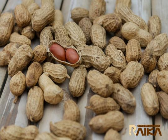 Buy the latest types of fresh dug peanuts