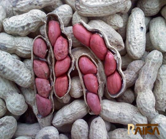 Buy the latest types of big peanut ashburn