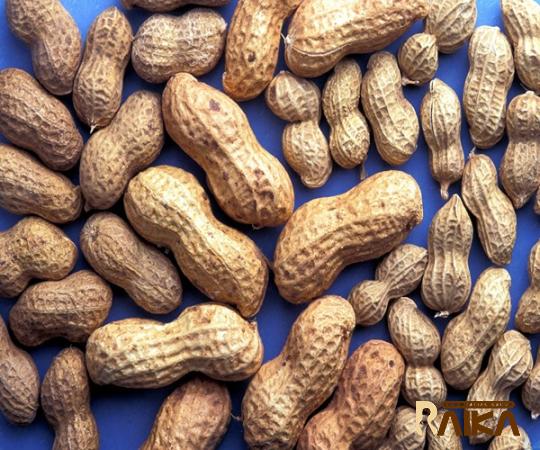 Buy the latest types of raw peanuts dubai